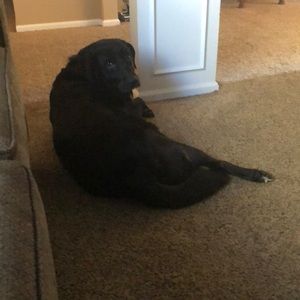 Meet your Posher, Ginger